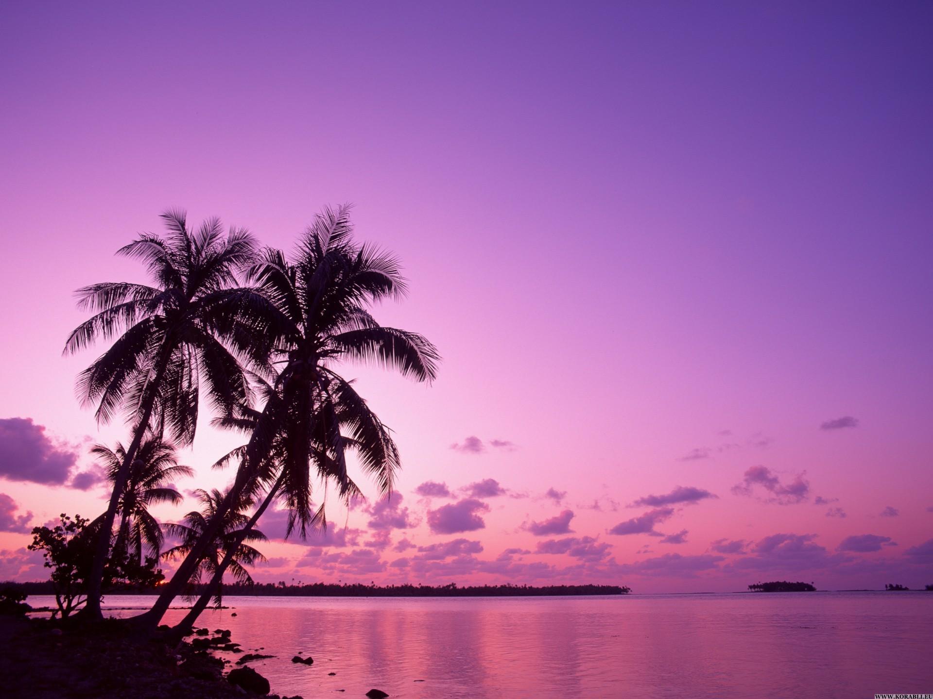 Purple beach. Елена Шуняева. Шуняева Елена Москва. Пальмы. Розовые пальмы.